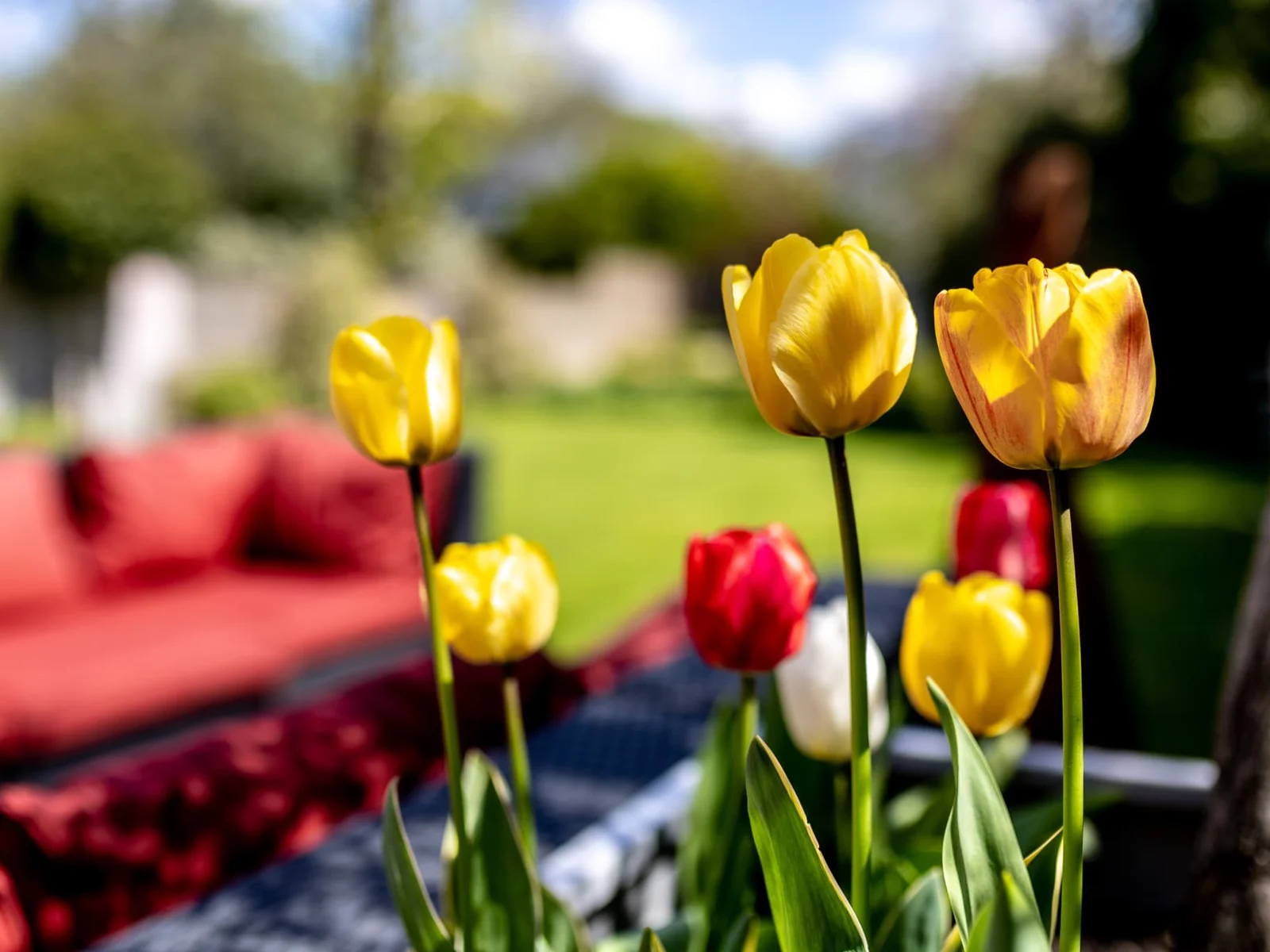 Beautiful garden details with vibrant tulips, creating a colourful and relaxing outdoor setting.