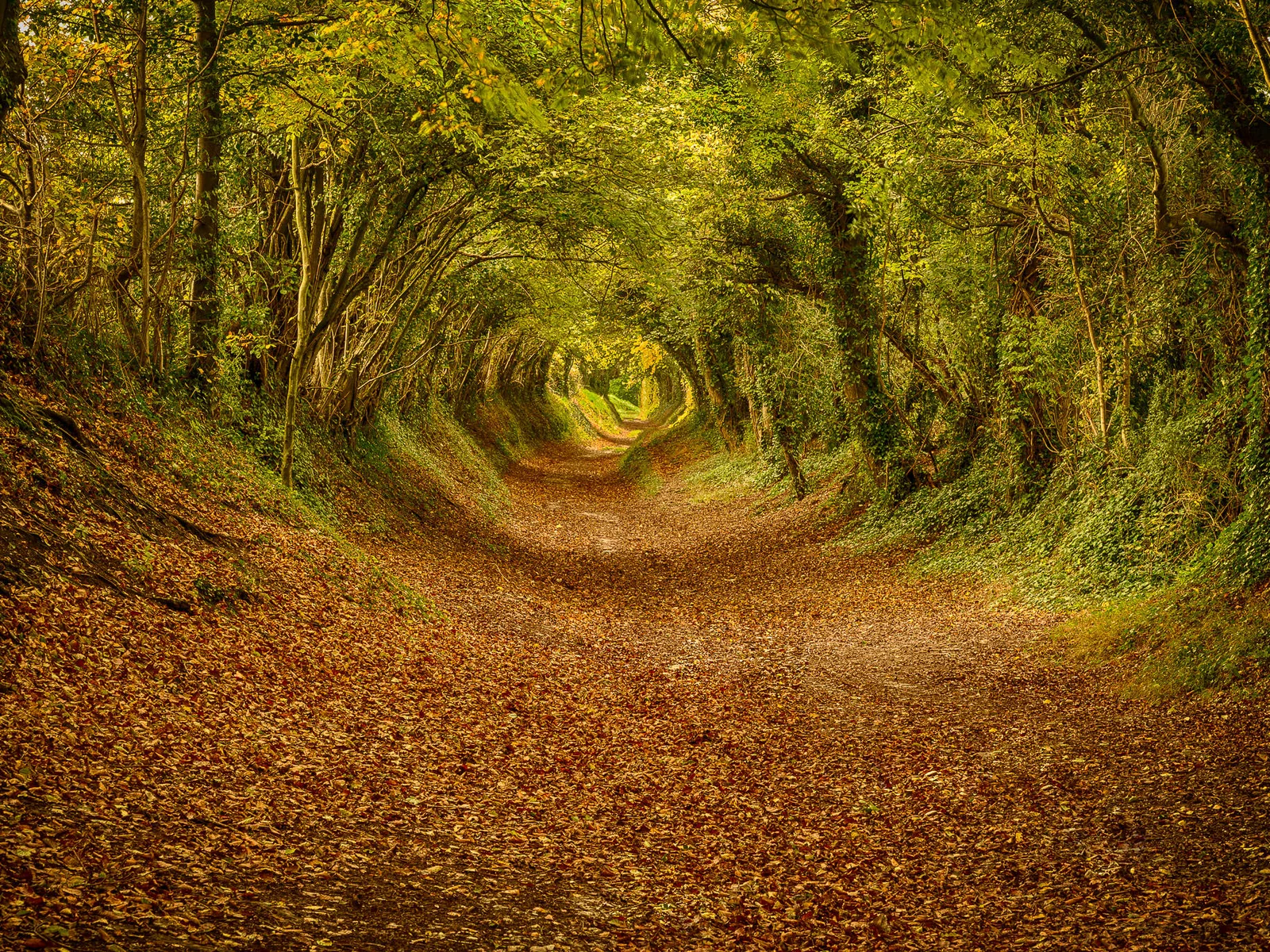 Halnaker Tree Tunnel is a well-known picturesque location near Halnaker. At the top of the hill you will also find Halnaker Windmill!