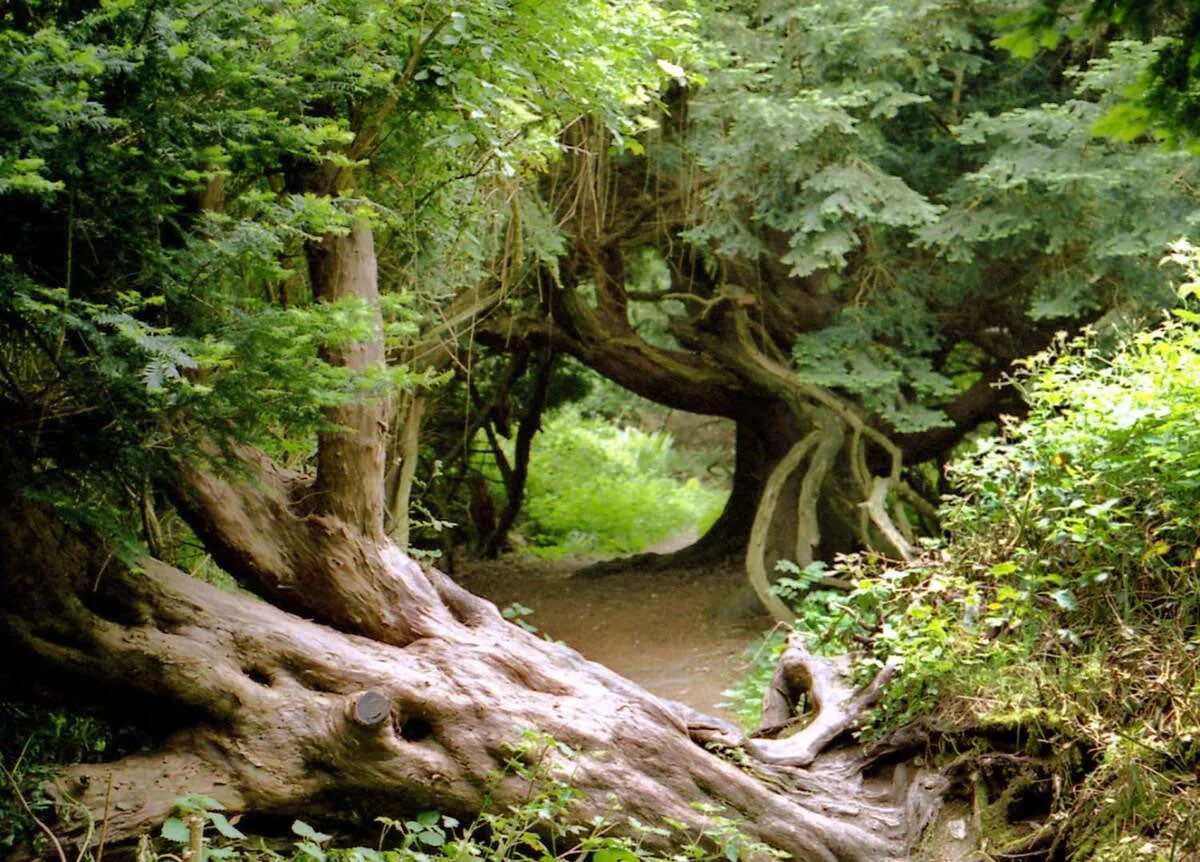 The bottom of Kingley Vale is just a few minutes bike ride away!