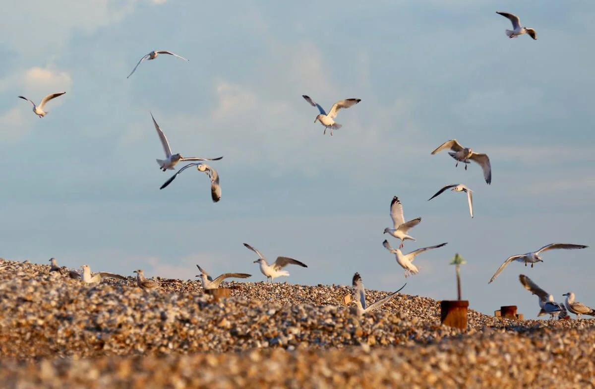 Come and escape to the coast for some well deserved Fresh Air!