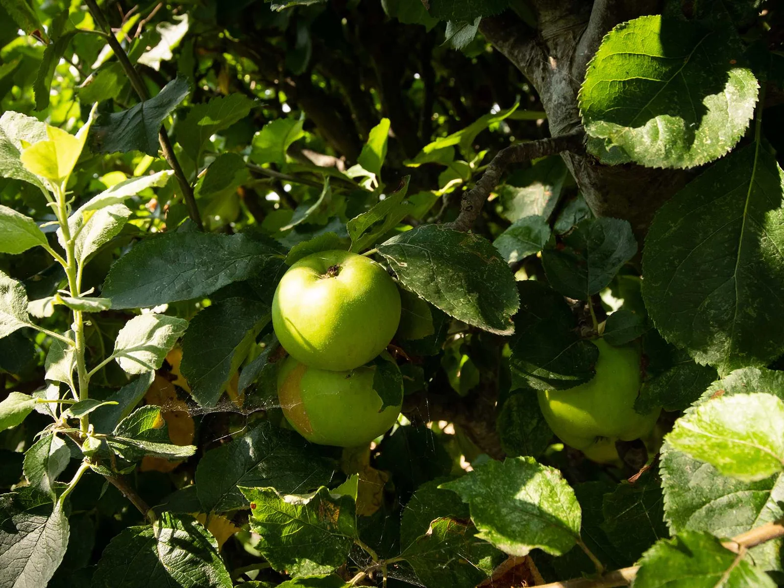 It's no surprise why this home is called Apple Trees.