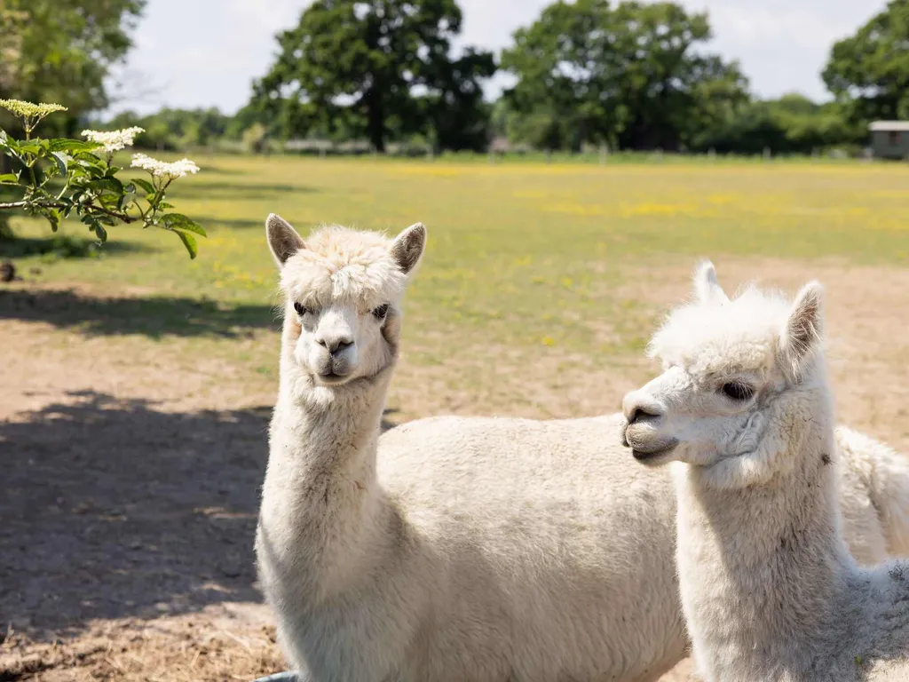Harbour Ranch Hut – Rustic Countryside Escape