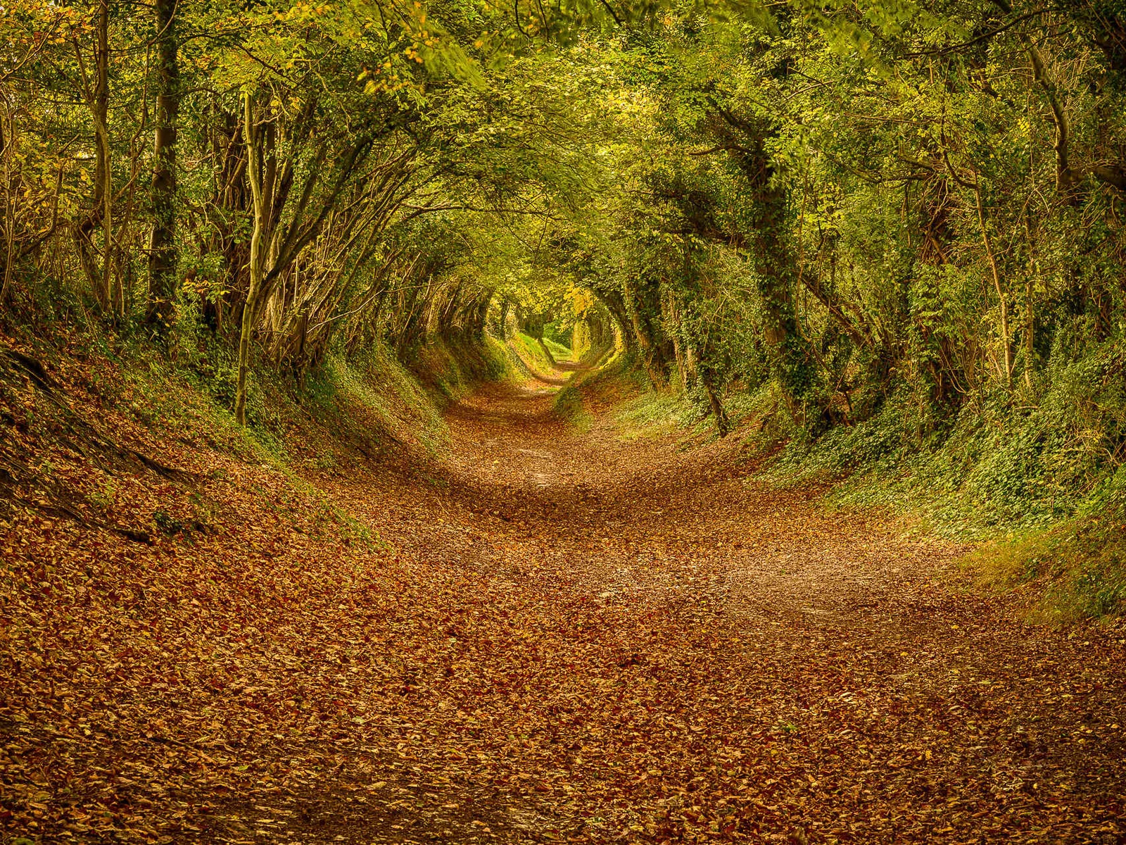 The tree tunnel at Halnaker can be walked at any time of year.
