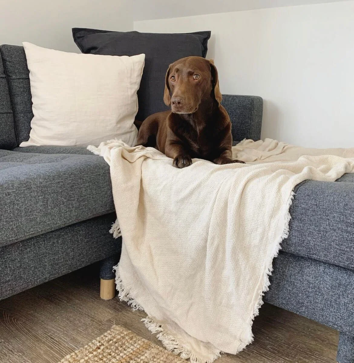 Four-legged friends welcome!