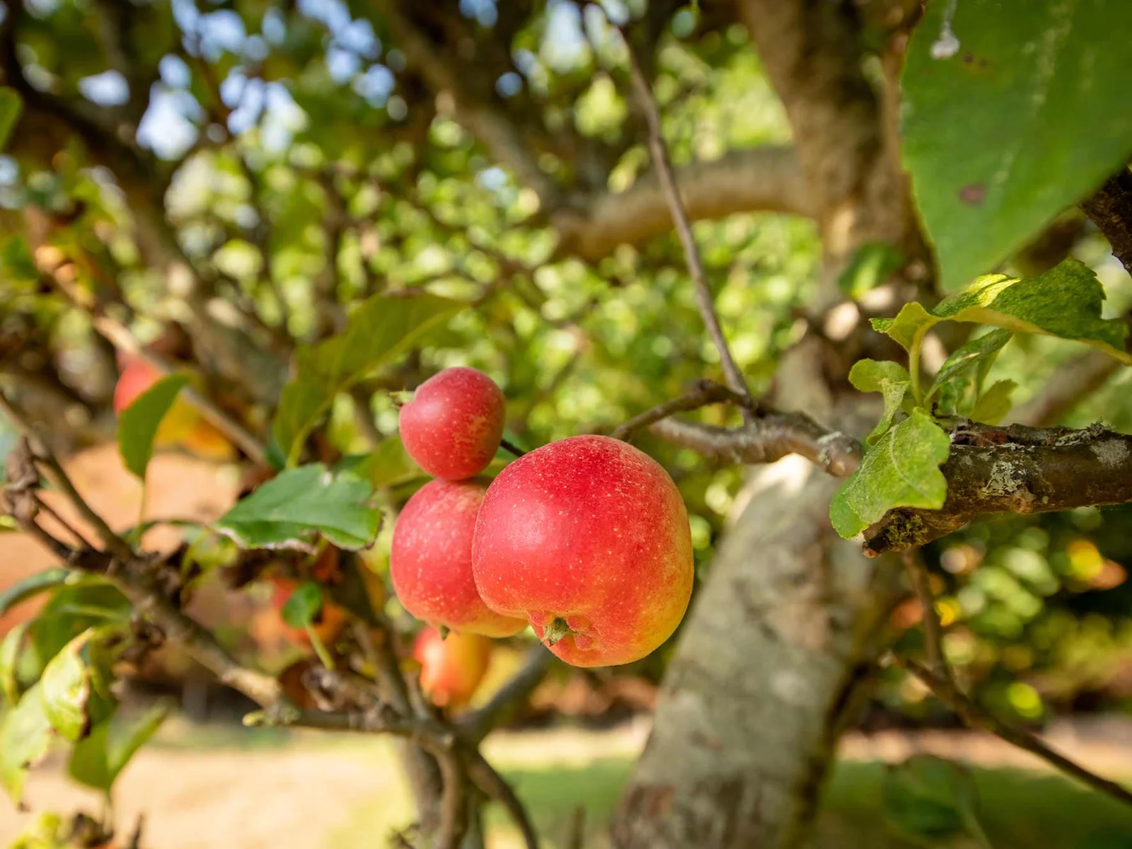 Help yourself to organic apples in the garden.