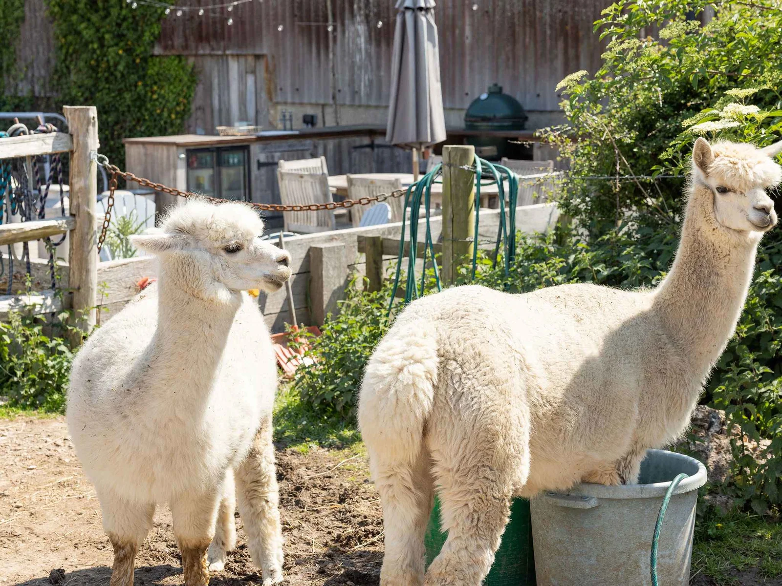 Cheeky alpacas Heidi & Jess in the neighbouring field!