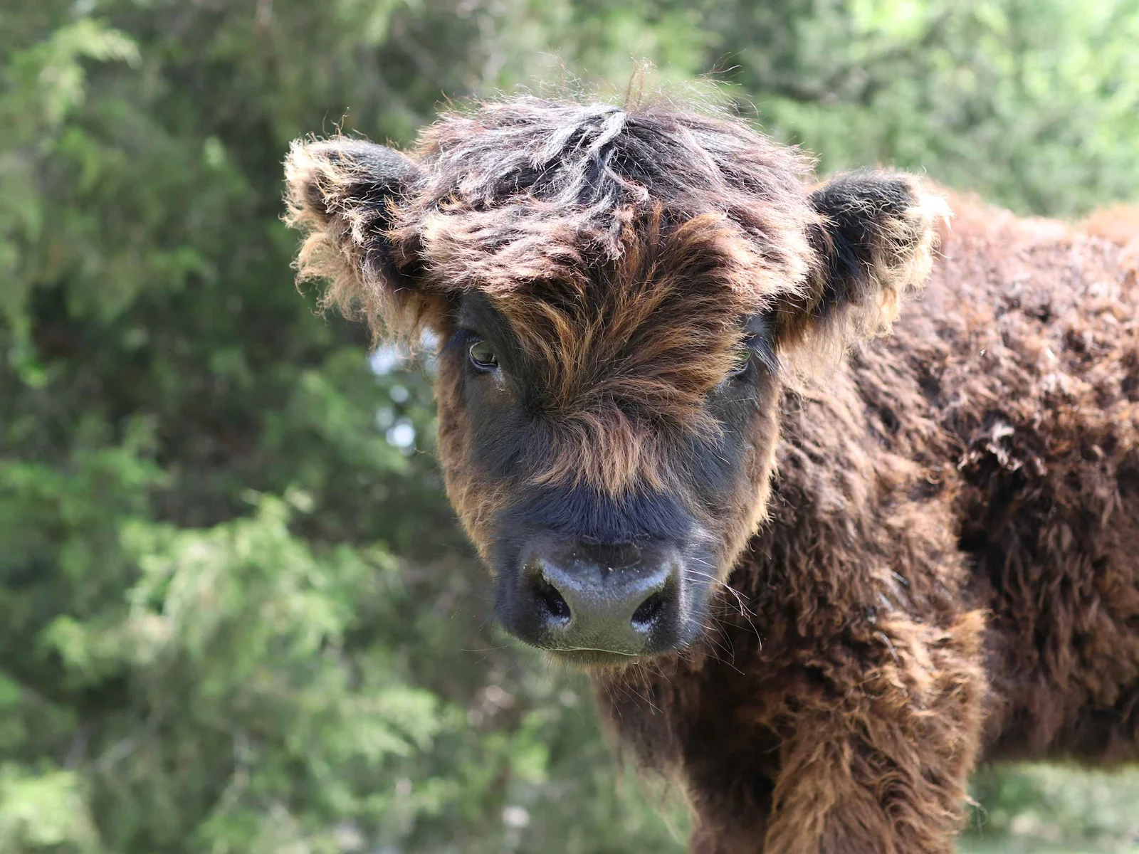 Wildlife at Sycamore Creek Ranch