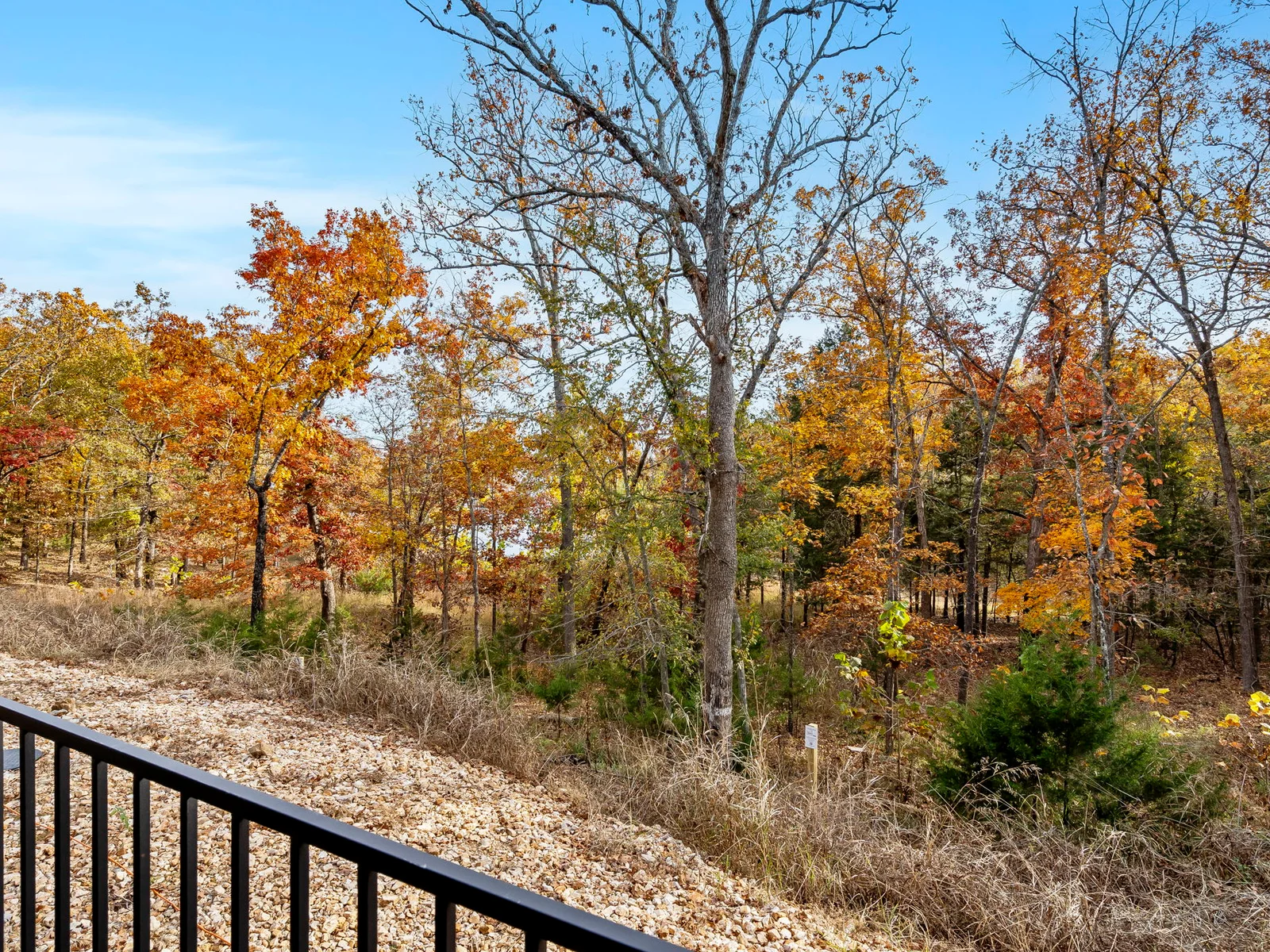 lakefront forested area