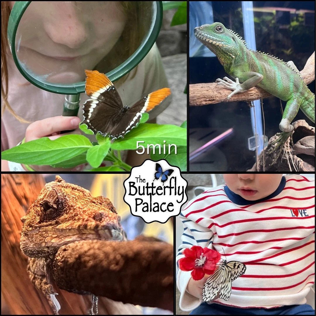 The Butterfly Palace & Rainforest Adventure - 4 minute drive