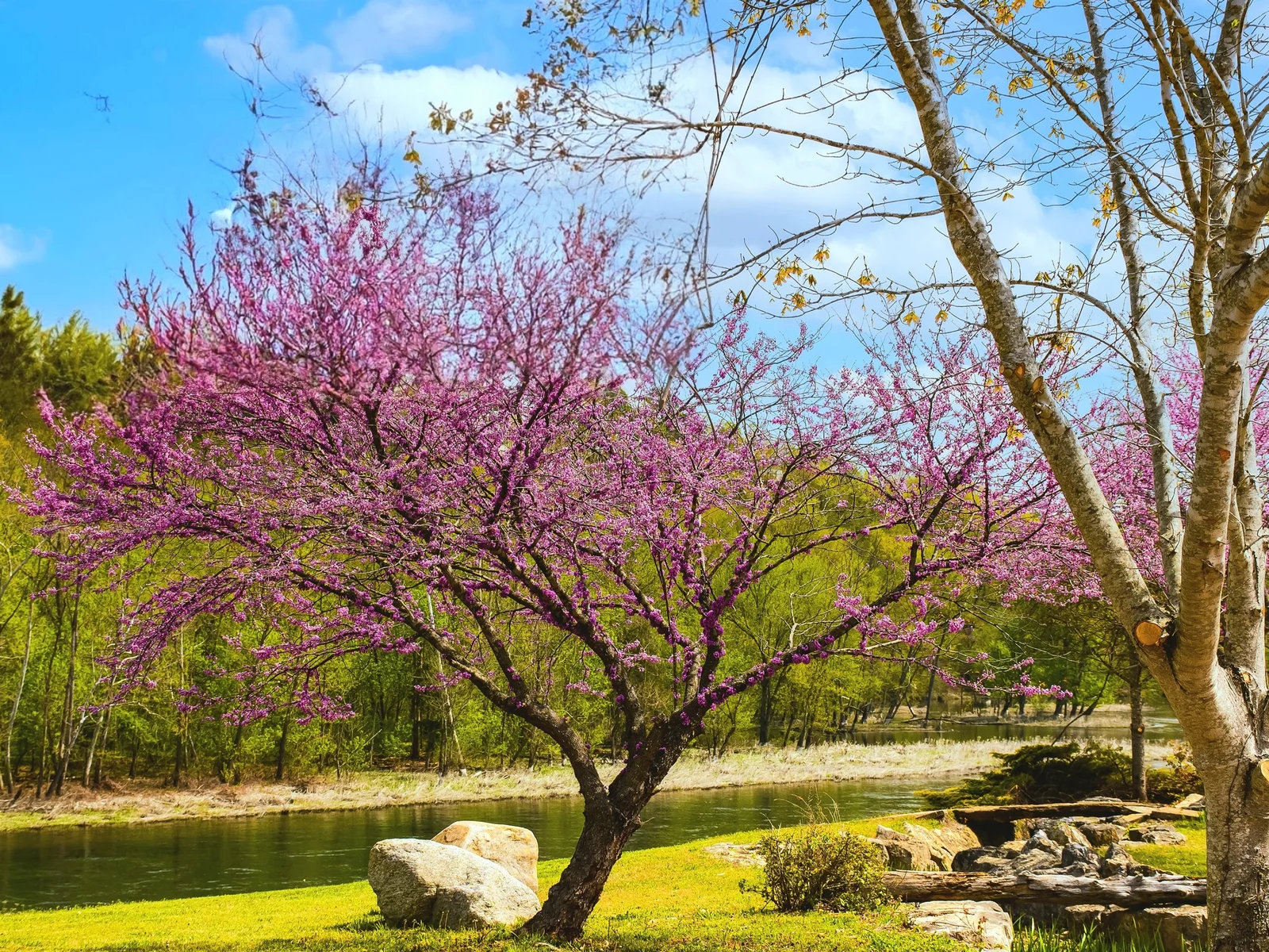 Spring in the Ozarks!