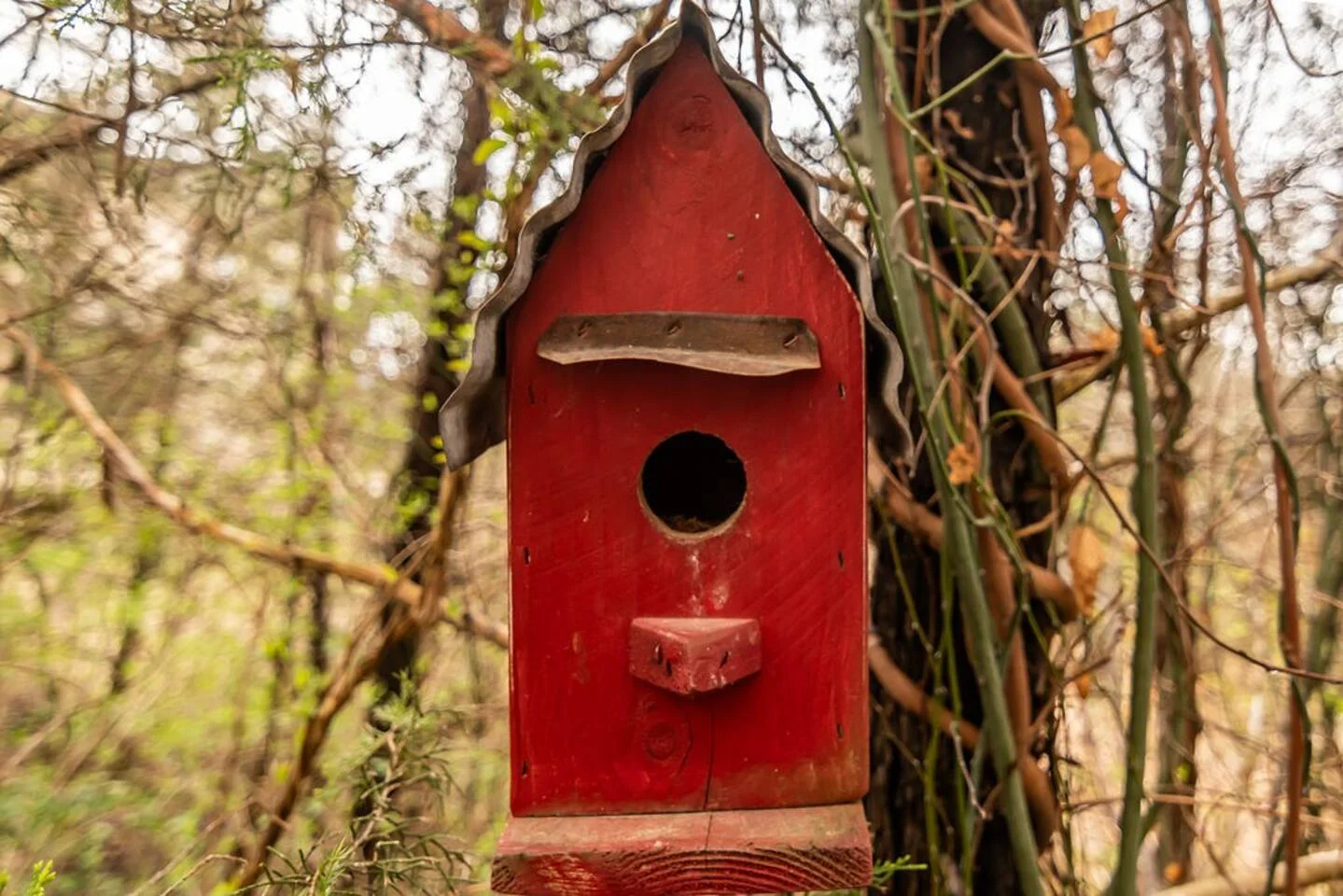 Where feathered friends find home sweet home