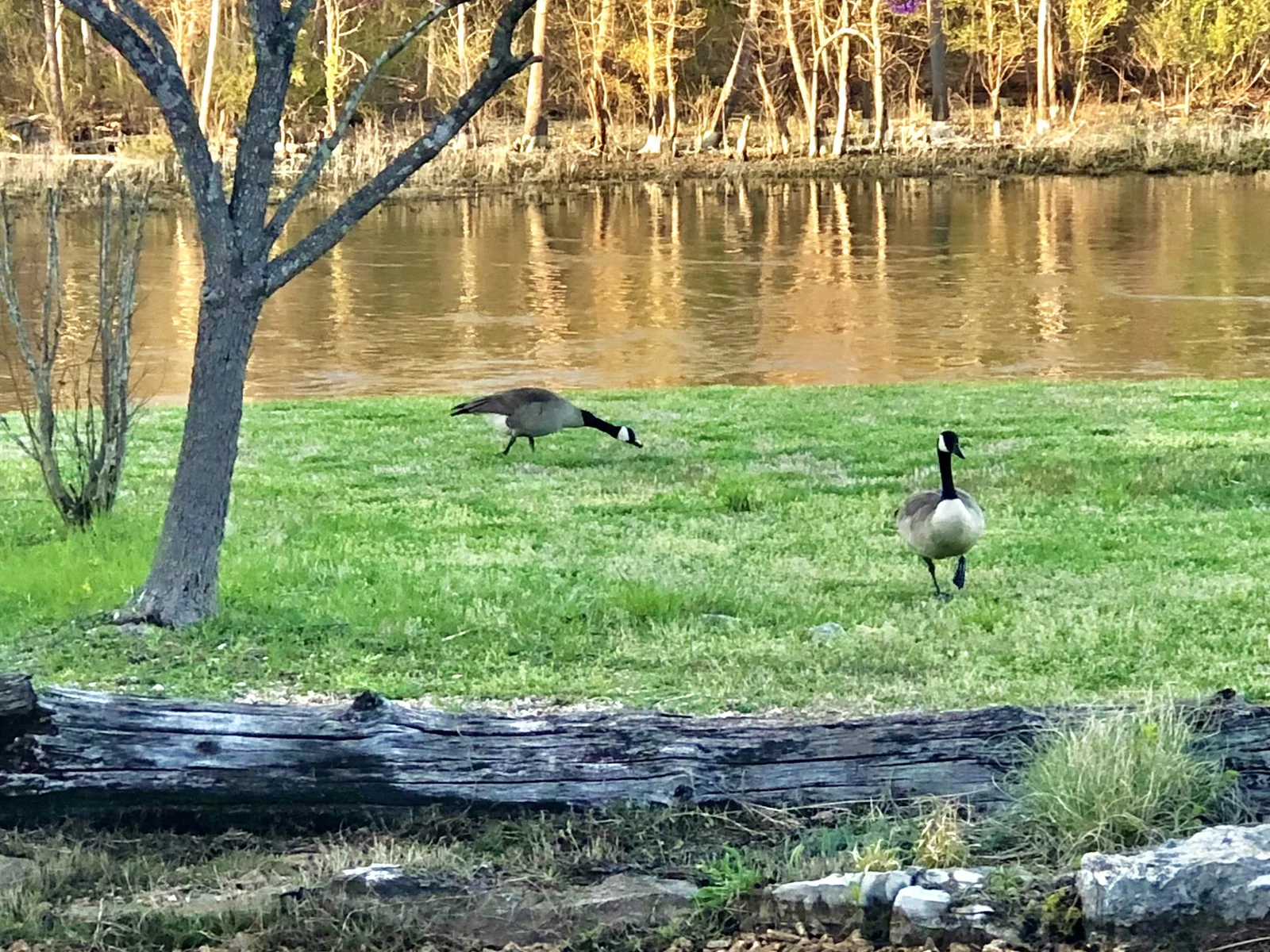 Beautiful geese along the lake! This was sent by one of our wonderful guests!